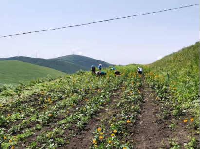 2020年国资奥运发展专项基金崇礼区特色产业协会金莲花项目信息公开2021-10-25526