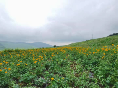 2020年国资奥运发展专项基金崇礼区特色产业协会金莲花项目信息公开2021-10-25529