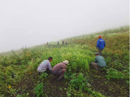 2020年国资奥运发展专项基金崇礼区特色产业协会金莲花项目信息公开2021-10-25533